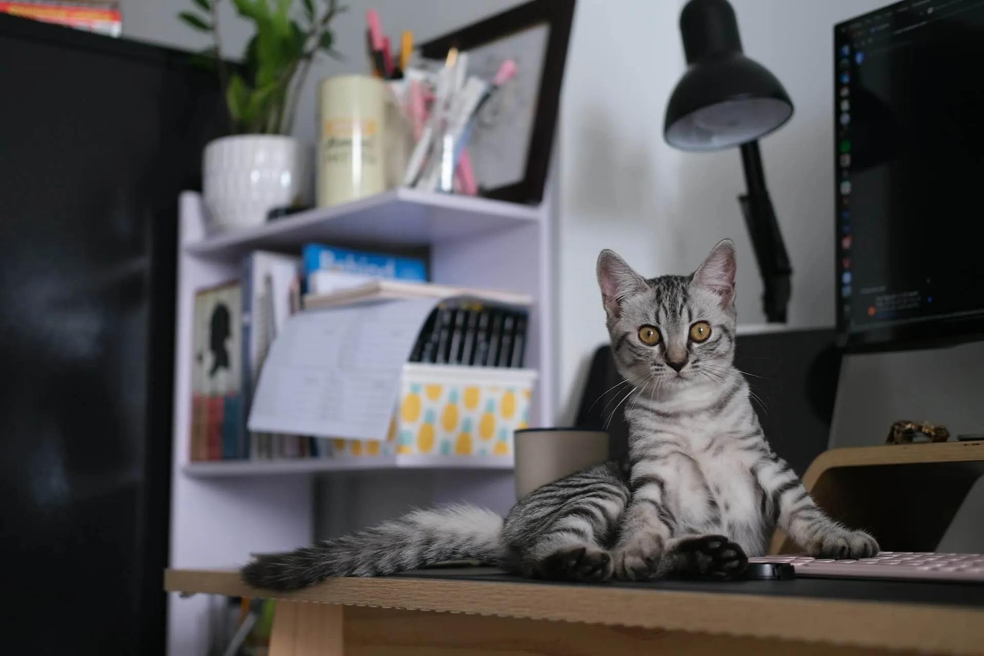Remote Working: Tips for Staying Productive and Happy